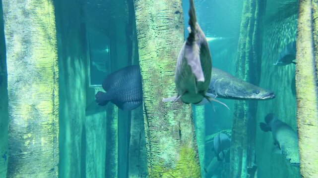 Large freshwater fish swimming underwater in a giant aquarium with green illuminated water and vertical concrete pillars.