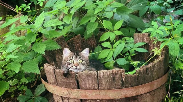 Curious tabby cat playing with a stag beetle in a rustic garden. The cat curiously paws at the stag beetle until the beetle grabs its paw with its powerful mandibles.