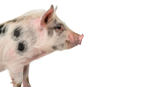 Live domestic spotted pig farm livestock mammal animal isolated on a transparent background