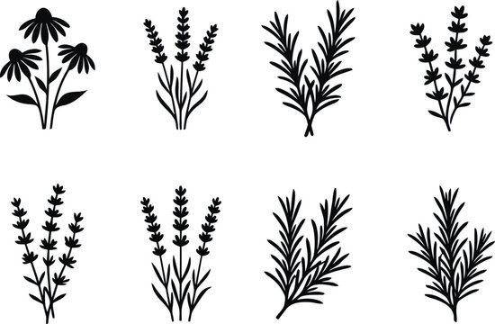 Lavender Rosemary and Herbal Plant Silhouette Collection