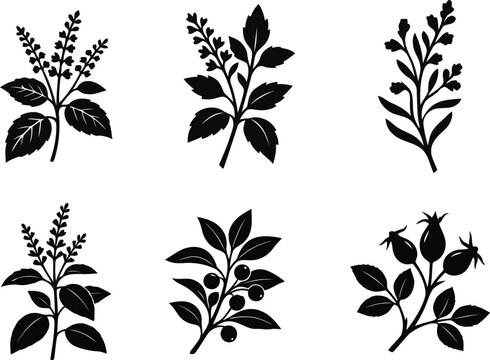 Botanical Herb Berry and Medicinal Plant Silhouette Collection