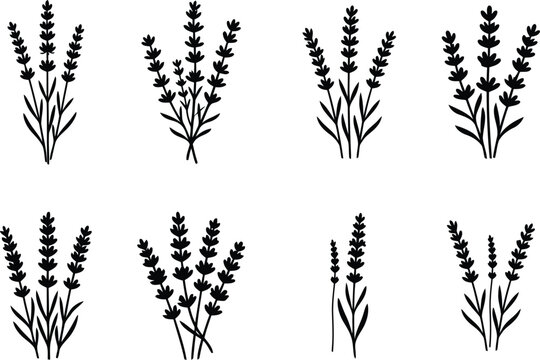 Lavender Herb Silhouette Collection Botanical Vector Set