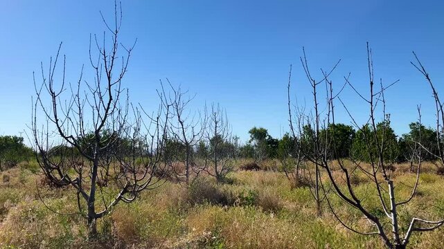 Smooth panning view of a neglected orchard with leafless, dead trees. Dry, overgrown grass covers the arid ground under a clear blue sky