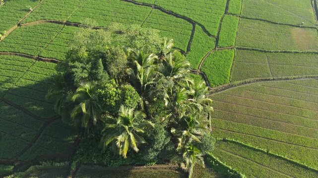 Aerial view of a cluster of coconut trees resembling a small island in the middle of lush rice terraces during the morning. Captured from above, showcases geometric rice field patterns