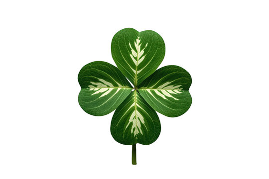 Four-leaf clover representing luck and good fortune, a natural symbol of success and prosperity, isolating on transparent background
