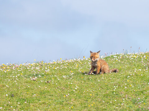 Red Fox Kit Connemara Ireland