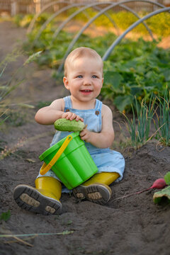 A funny cute baby with a bucket and cucumbers is sitting on the ground in a vegetable garden. Homegrown vegetables without GMOs