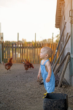 Toddler at a poultry farm. Childhood in the countryside. A boy watching chickens