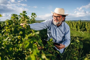 Fototapeta premium Senior man with glasses wearing straw hat inspects grapevines in vineyard, holding tablet, with lush green landscape and blue sky in the background