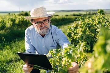 Fototapeta premium Elderly man with glasses and straw hat inspects grapevines while holding a clipboard in a vineyard under a bright sky with green fields in the background