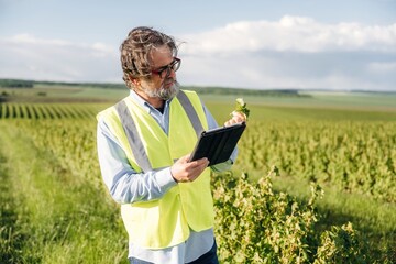Fototapeta premium Middle-aged man in reflective vest examines plant leaves using tablet in vineyard, rows of grapevines stretching across the landscape under a clear sky