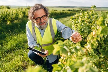 Fototapeta premium Senior male agricultural researcher in reflective vest examines plant leaves with magnifying glass while holding tablet in vineyard during sunny day