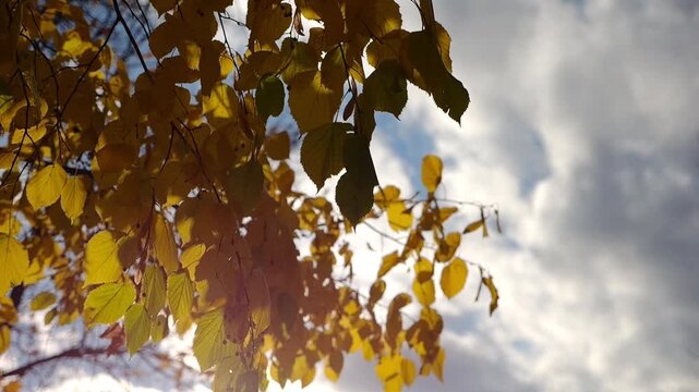 Golden branches of birch gently swaying in wind with bright sunlight at background. Autumn yellow foliage swinging on breeze at parkland. Beautiful colorful fall season. Slow motion