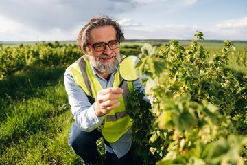 Fototapeta premium Senior male agricultural researcher in reflective vest examines green plant leaves with magnifying glass in a lush vineyard under a bright sky
