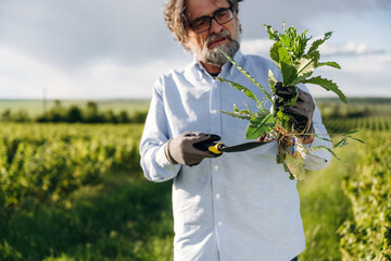 Fototapeta premium Mature man with glasses holding freshly cut weeds in vineyard, wearing gloves and light blue shirt, with lush green grapevines and cloudy sky in the background
