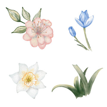 Different types of flowers and leaves on a white background for a simple floral design