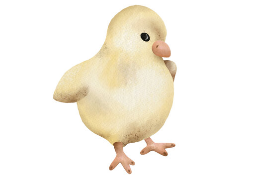 Small yellow chick standing on a white background with a simple and clear posture