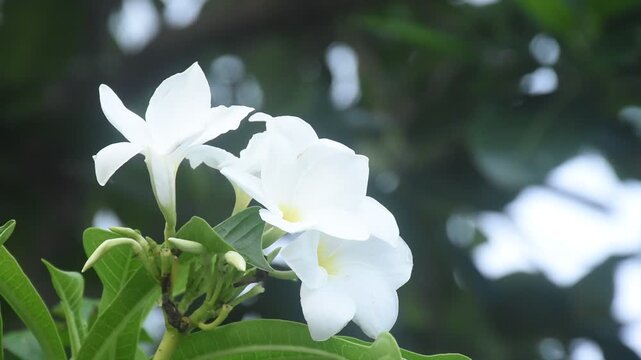 fiddle leaf plumeria or temple tree white flower with drop of water blooming in garden