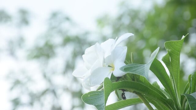 fiddle leaf plumeria or temple tree white flower with drop of water blooming in garden