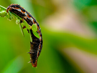 Macro shot of a colorful caterpillar crawling on a green plant stem with blurred background © Elia
