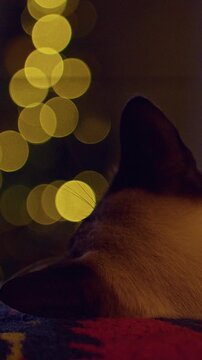 Vertical video. Sleeping Siamese Cat Resting in Front of a Christmas Tree With Warm Golden Bokeh Lights, Cozy Home Atmosphere, Holiday Comfort and Peaceful Winter Evening