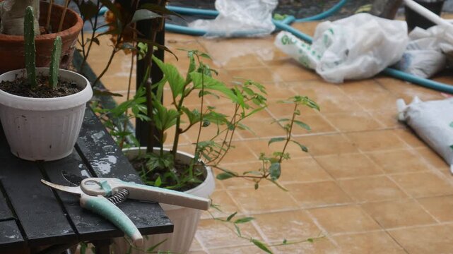 Garden pruning shears scissors on table with potted desert rose succulent cactus plants outdoor relaxing hobby gardening