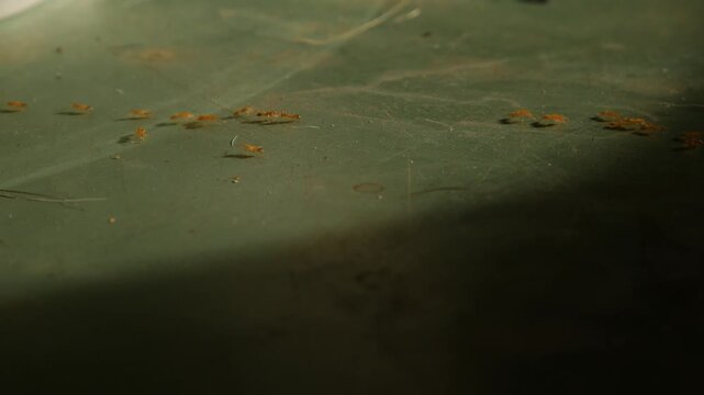 Extreme macro low angle close-up of small red ants on aged scratched green surface in dramatic sunlight and shadow moody still life pest concept
