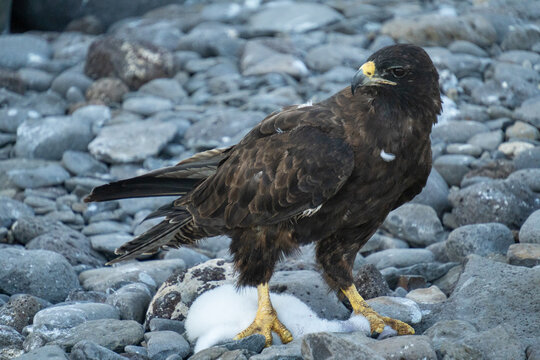 Gal&aacute;pagos Hawk on Guano-Covered Rocks, Punta Su&aacute;rez