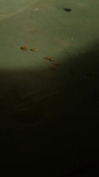 Extreme macro low angle close-up of small red ants on aged scratched green surface in dramatic sunlight and shadow moody still life pest concept