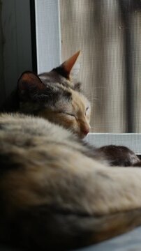 Calico Cat Sleeping on Window Sill with Green Tiles and Screen Window Natural Light