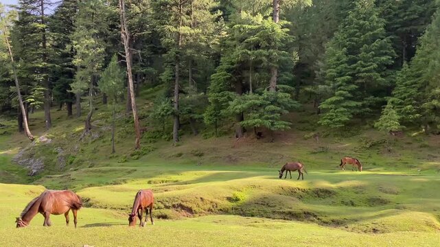 herd of horses