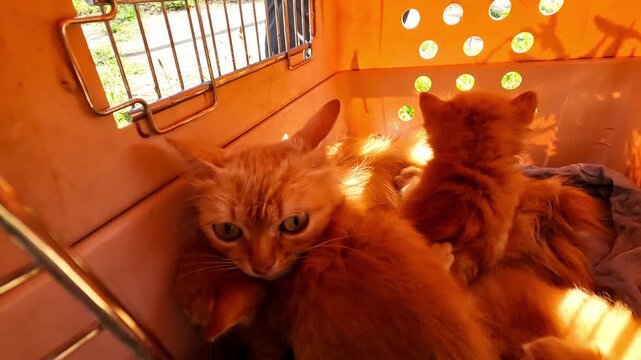 Male hands of volunteer putting kittens into a carrier in small truck. Rescue workers saving animals from a frontline city in Ukraine. Kind people evacuating homeless pets and taking to safe places
