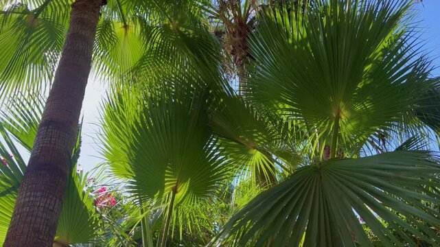 Sunlit palm leaves creating a lush tropical pattern, inspired by the California lifestyle, natural green background for luxury resorts, wellness, relaxation, travel and summer vacation concepts
