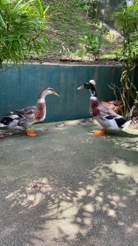 quack quack the ducks in the parks, two silver appleyard ducks standing eye to eyes in the afternoon