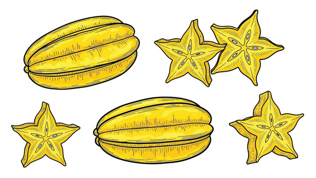 Star fruit drawing with whole carambola and star shaped slices isolated on white background vector illustration set of tropical exotic fruit for food design.