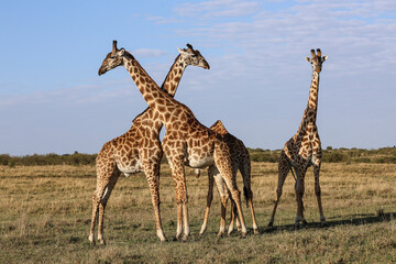 Obraz premium giraffe in the savannah