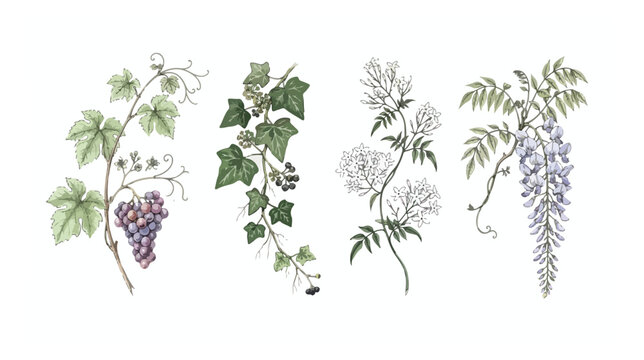 Vintage botanical illustrations of climbing plants, set of 4 hand drawn garden vines with grapes, ivy, and wisteria, elegant floral vector elements