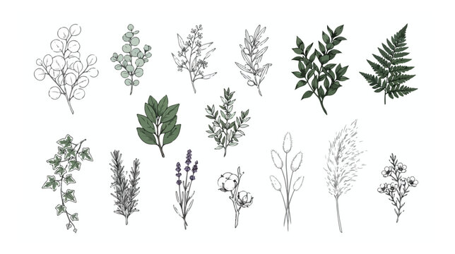 Hand drawn botanical leaf and herb collection, 15 vintage floral vector elements, organic greenery line art for wedding invitations and branding