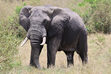 Fototapeta premium Elephant