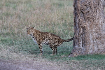 cheetah on the ground © mnyamor