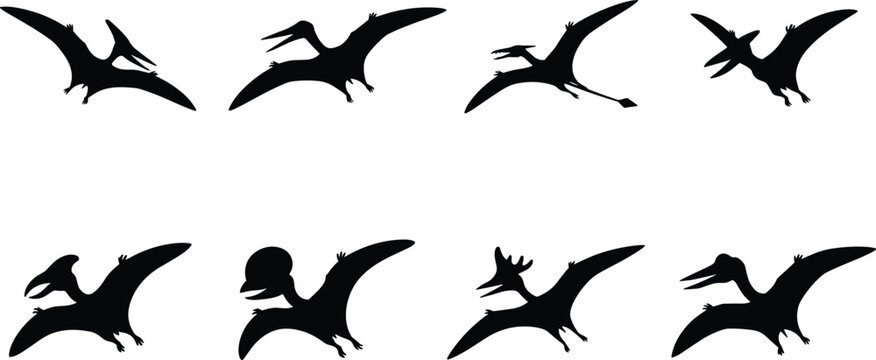 Pterosaur Silhouette Collection Featuring Flying Prehistoric Reptiles and Pterodactyl Vector Set