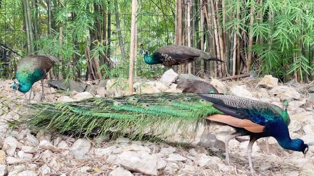 peacock foraging behaviour in group, a group of blue pecock and peahen in natural habitat