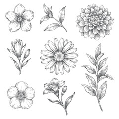 Fototapeta premium Hand drawn botanical flowers and foliage in classic engraving style.