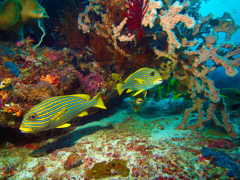 Small group of Ribboned Sweetlips (Plectorhinchus polytaenia) swimming through a vibrant coral reef surrounded by colorful soft corals and sea fans. 