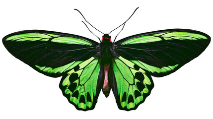 Vibrant green and black butterfly with intricate wing patterns, isolated on transparent background © AnaMaria