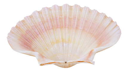 Delicate pink and yellow striped scallop shell, isolated on transparent background © AnaMaria