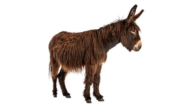 Live domestic brown donkey farm livestock mammal animal isolated on a transparent background