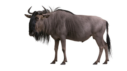 Gray wildebeest with long mane and curved horns, isolated on transparent background © AnaMaria