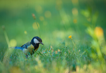 Great tit in the garden © Vivien