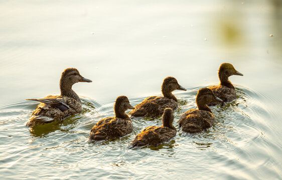 Duck family on the water
